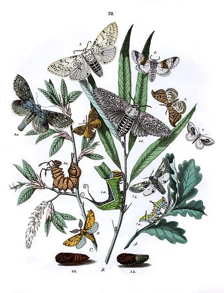 Illustration, Drepanulidae -- Notodontidae