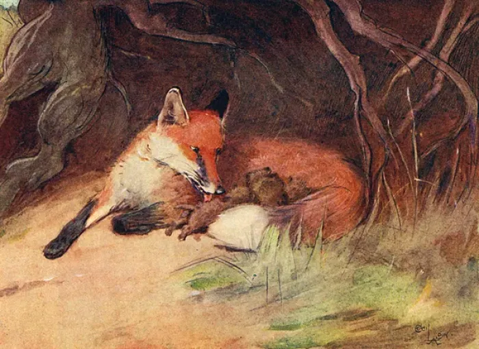 Framed Print : Illustration, female fox with cubs Framed Print : Illustration, female fox with cubs