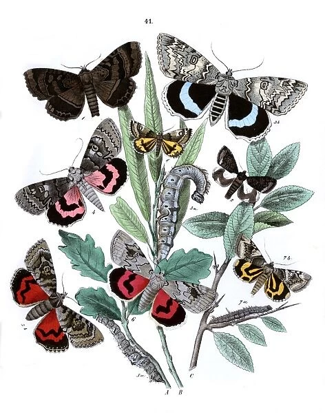 Illustration, Hadenidae -- Ophiusidae -- Brephidae