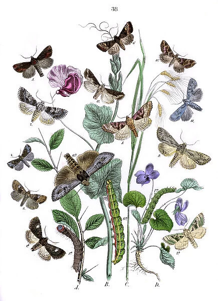 Illustration, Hadenidae -- Xylinidae
