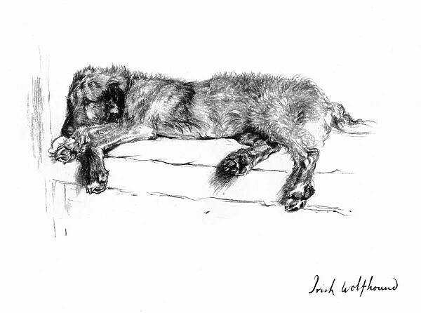 Illustration of an Irish Wolfhound by Cecil Aldin
