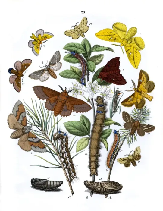 Framed Print : Illustration, Lasiocampidae Framed Print : Illustration, Lasiocampidae