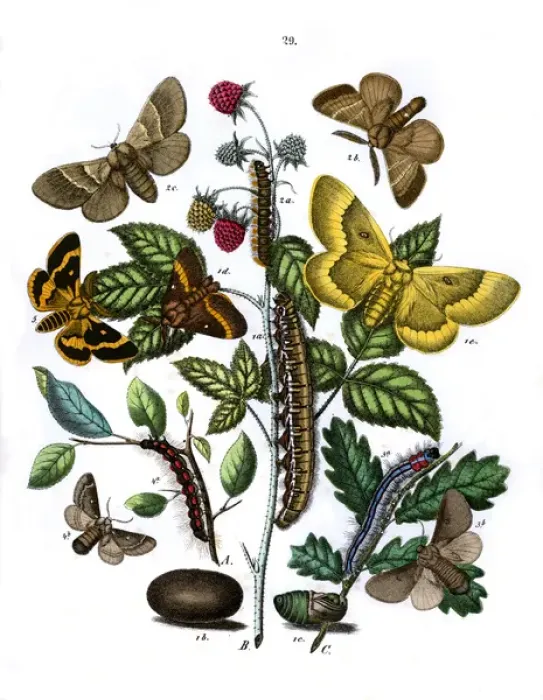 Framed Print : Illustration, Lasiocampidae Framed Print : Illustration, Lasiocampidae