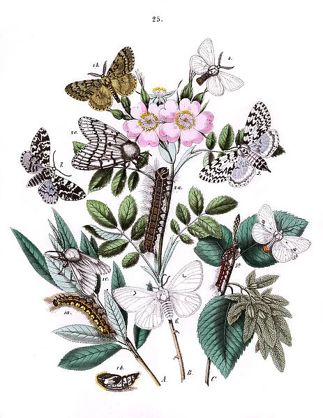 Illustration, Liparidae -- Bombycoidae