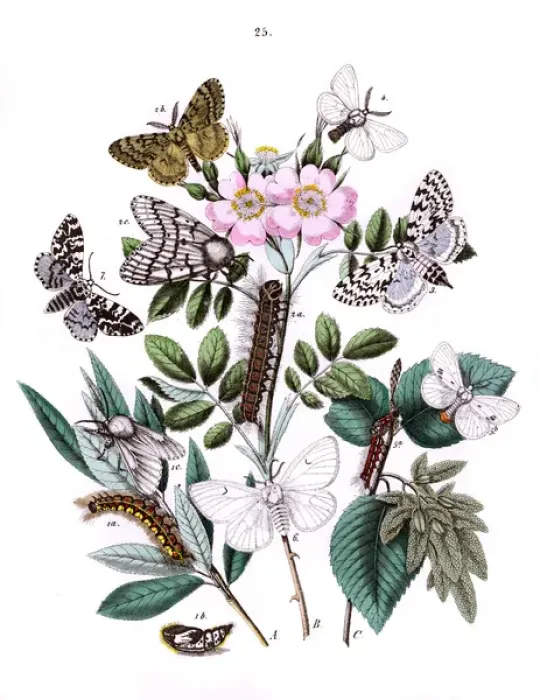 Framed Print : Illustration, Liparidae -- Bombycoidae Framed Print : Illustration, Liparidae -- Bombycoidae