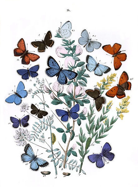 Illustration, Lycaenidae