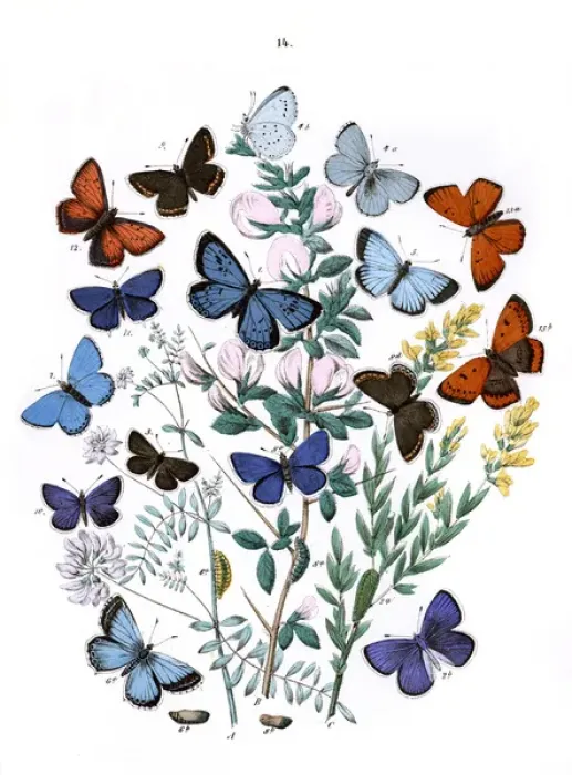 Framed Print : Illustration, Lycaenidae Framed Print : Illustration, Lycaenidae