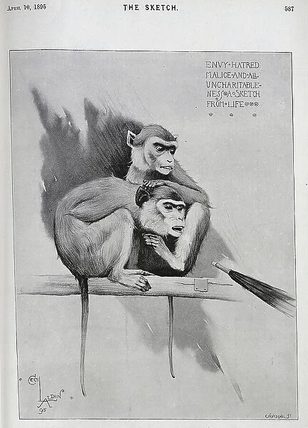 Illustration of monkeys, pointed by an umbrella, Cecil Aldin