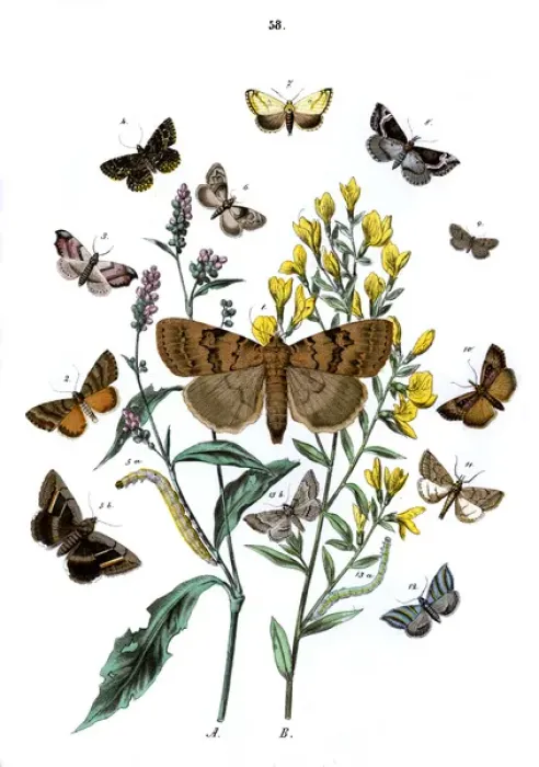 Framed Print : Illustration, Noctuae -- Nycteolidae Framed Print : Illustration, Noctuae -- Nycteolidae