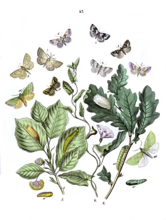 Framed Print : Illustration, Noctuophalaenidae -- Deltoididae etc Framed Print : Illustration, Noctuophalaenidae -- Deltoididae etc