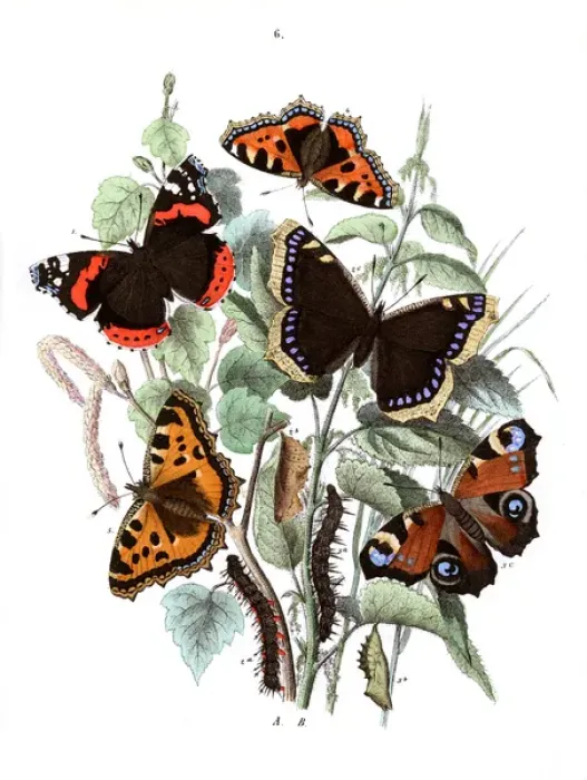 Framed Print : Illustration, Nymphalidae Framed Print : Illustration, Nymphalidae