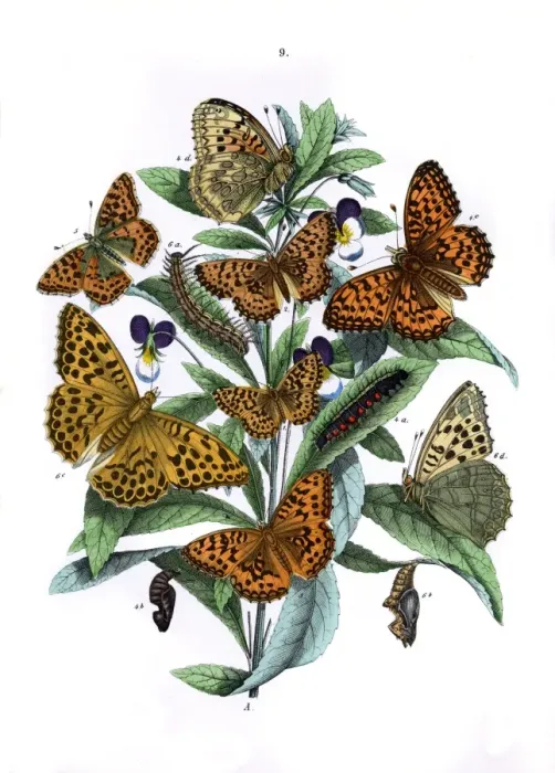 Framed Print : Illustration, Nymphalidae Framed Print : Illustration, Nymphalidae