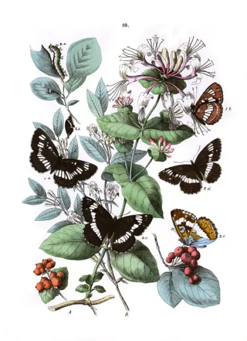 Framed Print : Illustration, Nymphalidae Framed Print : Illustration, Nymphalidae