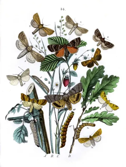 Framed Print : Illustration, Orthosiidae Framed Print : Illustration, Orthosiidae