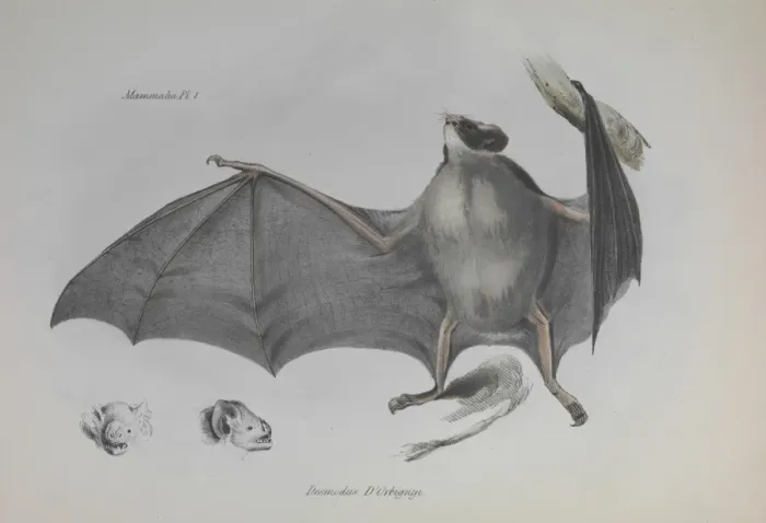 Framed Print : Bat. An illustration (Plate 1, Mammals) from the Zoology of the Beagle Framed Print : Bat. An illustration (Plate 1, Mammals) from the Zoology of the Beagle