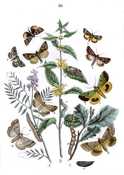 Illustration, Plusiidae -- Ophiusidae -- Toxocampidae