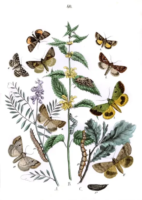 Framed Print : Illustration, Plusiidae -- Ophiusidae -- Toxocampidae Framed Print : Illustration, Plusiidae -- Ophiusidae -- Toxocampidae