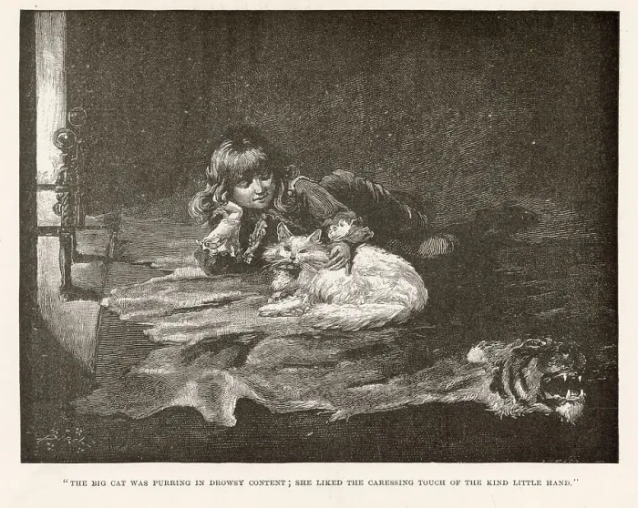 Framed Print : Illustration by Reginald Birch to Little Lord Fauntleroy by Frances Hodgson Burnett. The big cat was purring in drowsy content; she liked the caressing touch of the kind little hand. Date: 1886 Framed Print : Illustration by Reginald Birch to Little Lord Fauntleroy by Frances Hodgson Burnett. The big cat was purring in drowsy content; she liked the caressing touch of the kind little hand. Date: 1886