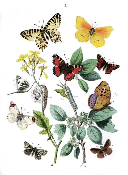 Framed Print : Illustration, Rhopalocera Framed Print : Illustration, Rhopalocera