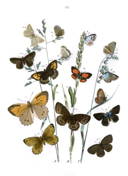 Framed Print : Illustration, Rhopalocera Framed Print : Illustration, Rhopalocera