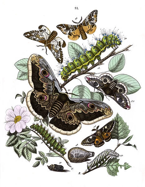 Illustration, Saturniidae