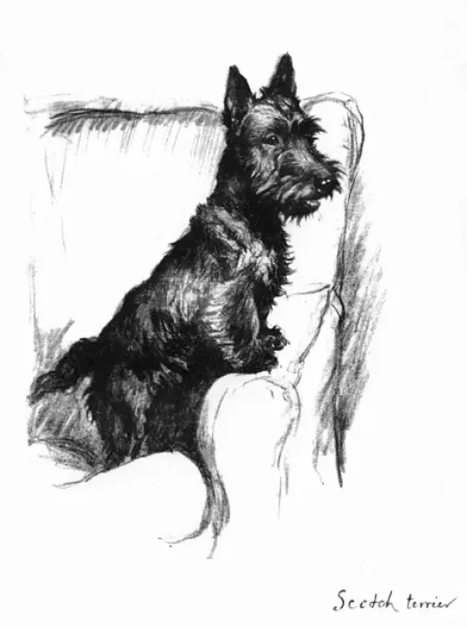 Framed Print : Illustration of a Scots terrier by Cecil Aldin Framed Print : Illustration of a Scots terrier by Cecil Aldin