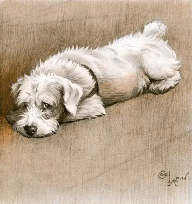 Framed Print : Illustration of a Sealyham terrier by Cecil Aldin Framed Print : Illustration of a Sealyham terrier by Cecil Aldin