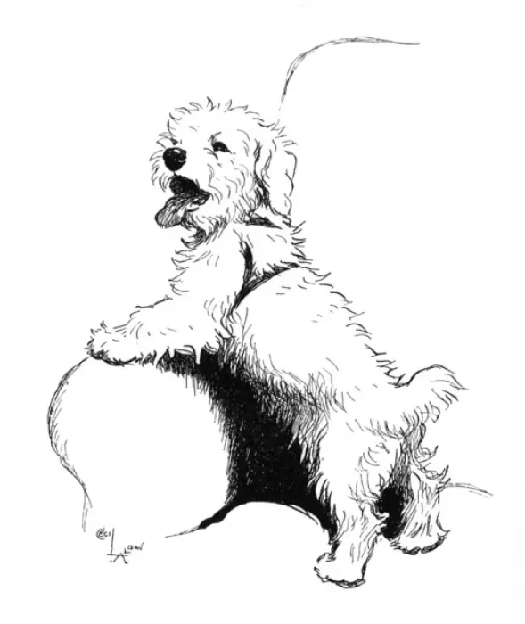 Framed Print : Illustration of a Sealyham terrier by Cecil Aldin Framed Print : Illustration of a Sealyham terrier by Cecil Aldin