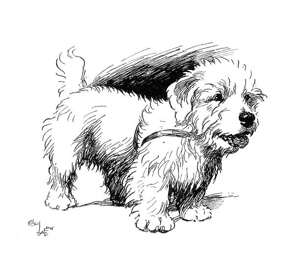 Illustration of a Sealyham terrier by Cecil Aldin