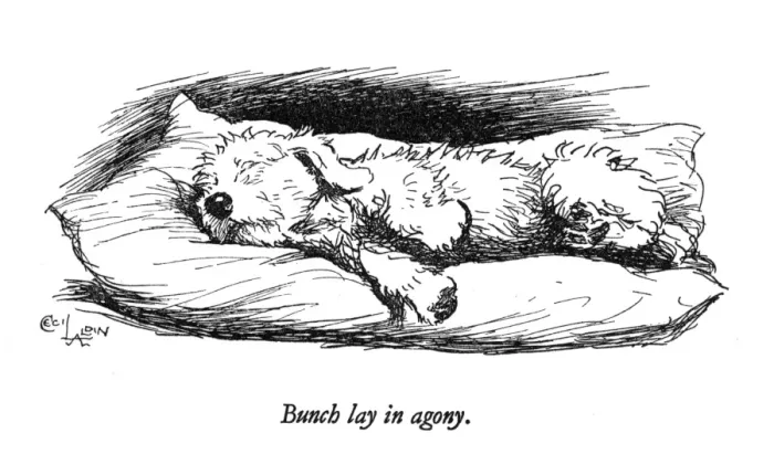 Framed Print : Illustration of a Sealyham terrier by Cecil Aldin Framed Print : Illustration of a Sealyham terrier by Cecil Aldin