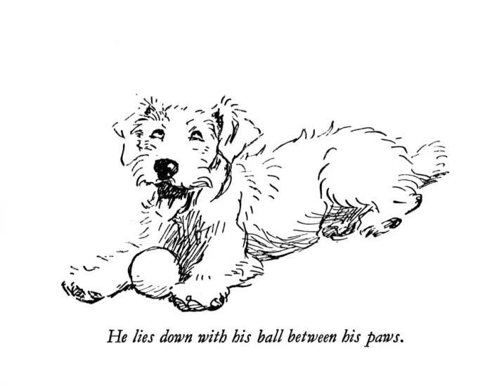 Framed Print : Illustration of a Sealyham terrier by Cecil Aldin Framed Print : Illustration of a Sealyham terrier by Cecil Aldin
