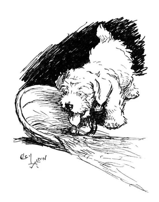 Framed Print : Illustration of a Sealyham terrier puppy by Cecil Aldin Framed Print : Illustration of a Sealyham terrier puppy by Cecil Aldin