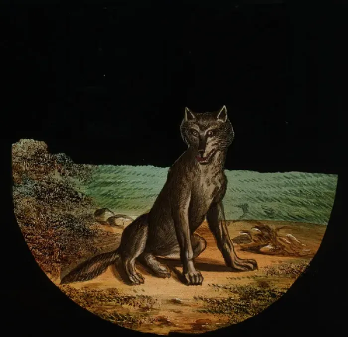 Framed Print : Illustration of a sitting wolf Framed Print : Illustration of a sitting wolf