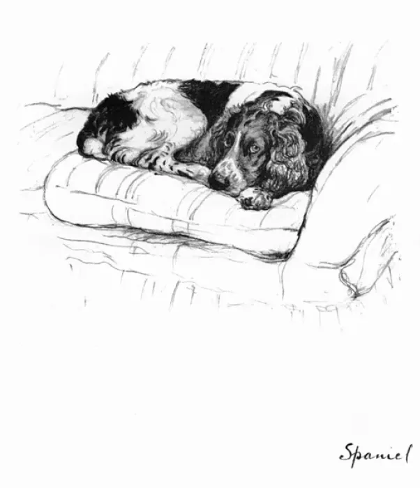 Framed Print : Illustration of a Spaniel by Cecil Aldin Framed Print : Illustration of a Spaniel by Cecil Aldin