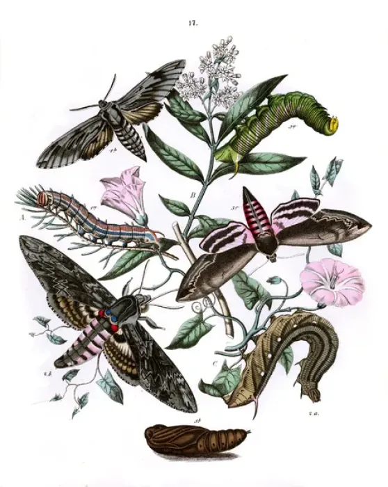 Framed Print : Illustration, Sphingidae Framed Print : Illustration, Sphingidae