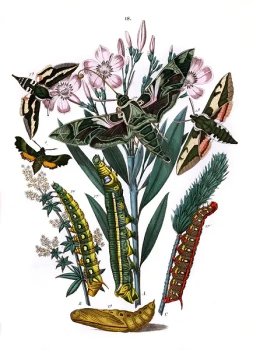 Framed Print : Illustration, Sphingidae Framed Print : Illustration, Sphingidae