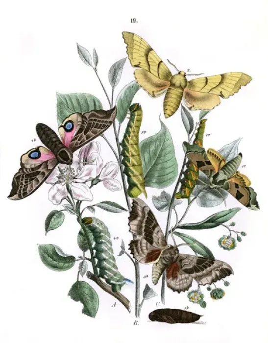Framed Print : Illustration, Sphingidae Framed Print : Illustration, Sphingidae