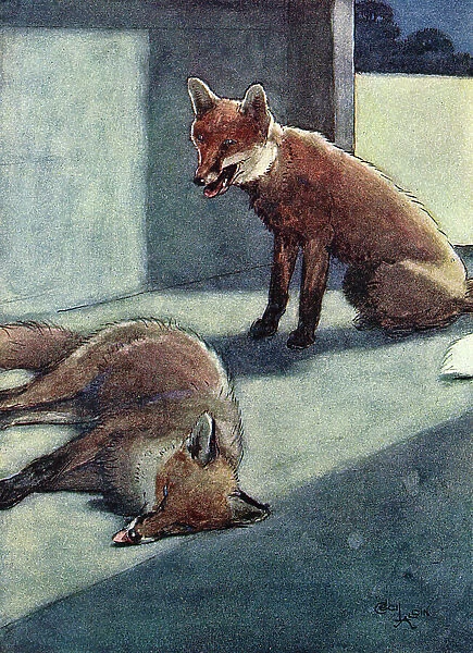 Illustration, White-Ear discovers a dead fox