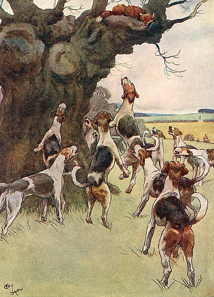 Illustration, White-Ear escapes up a tree and looks down at the baying hounds