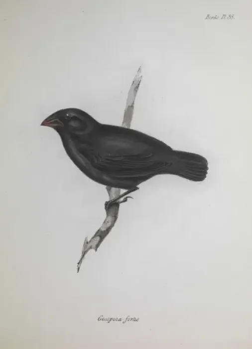 Framed Print : Finch. An illustration from the Zoology of the Beagle Framed Print : Finch. An illustration from the Zoology of the Beagle