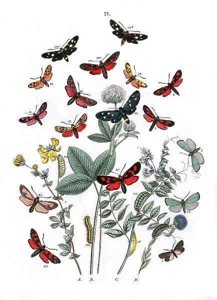 Illustration, Zygaenidae -- Syntomidae