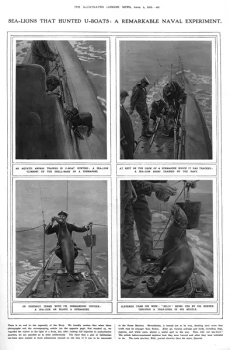 Framed Print : ILN page on submarine hunting sea lions, WW1 Framed Print : ILN page on submarine hunting sea lions, WW1