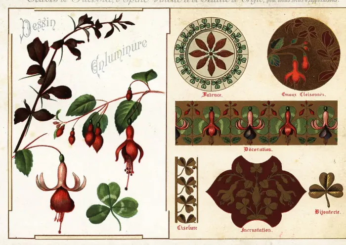 Framed Print : Images of fuchsia and barberry from manuscripts and their applic Framed Print : Images of fuchsia and barberry from manuscripts and their applic