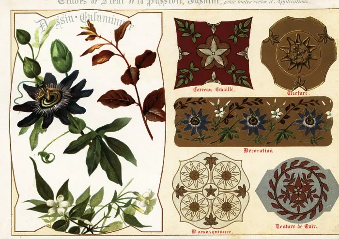 Framed Print : Images of jasmine and passionflower from manuscripts and their a Framed Print : Images of jasmine and passionflower from manuscripts and their a