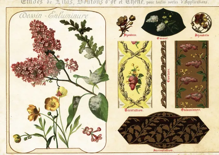 Framed Print : Images of lilac, buttercup and oak from manuscripts and their ap Framed Print : Images of lilac, buttercup and oak from manuscripts and their ap