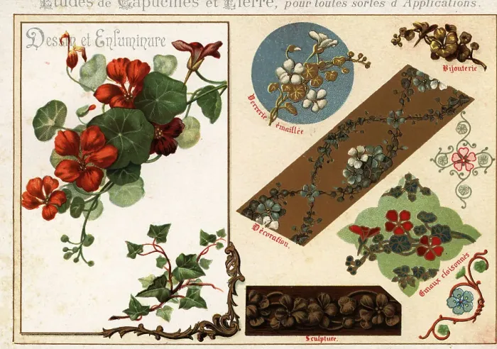 Framed Print : Images of nasturtium and ivy from manuscripts and their applicat Framed Print : Images of nasturtium and ivy from manuscripts and their applicat