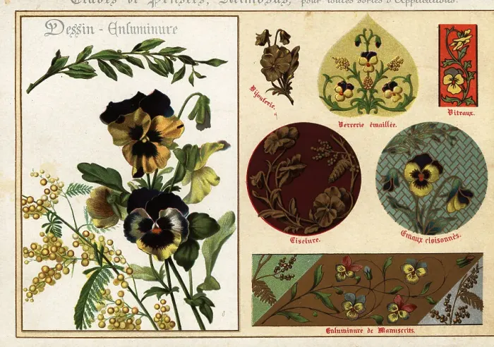 Framed Print : Images of pansies and mimosa from manuscripts and their applicat Framed Print : Images of pansies and mimosa from manuscripts and their applicat