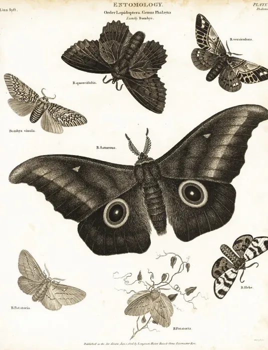 Framed Print : Imbrasia obscura, lappet, puss moth, hebe tiger moth, etc Framed Print : Imbrasia obscura, lappet, puss moth, hebe tiger moth, etc