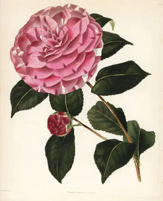 Framed Print : Imbricata hybrid camellia, Camellia japonica imbricata