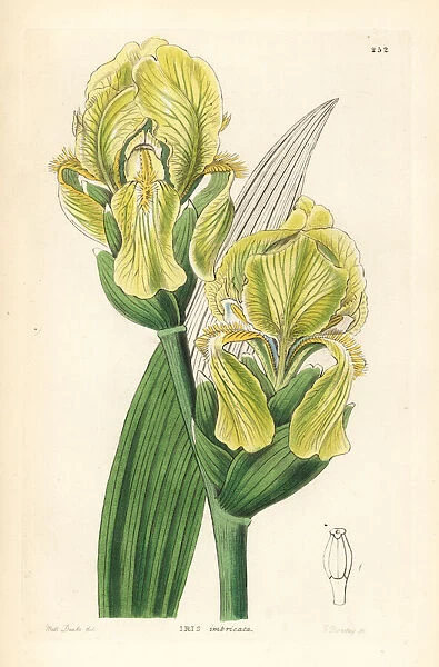 Imbricated flower de luce, Iris imbricata